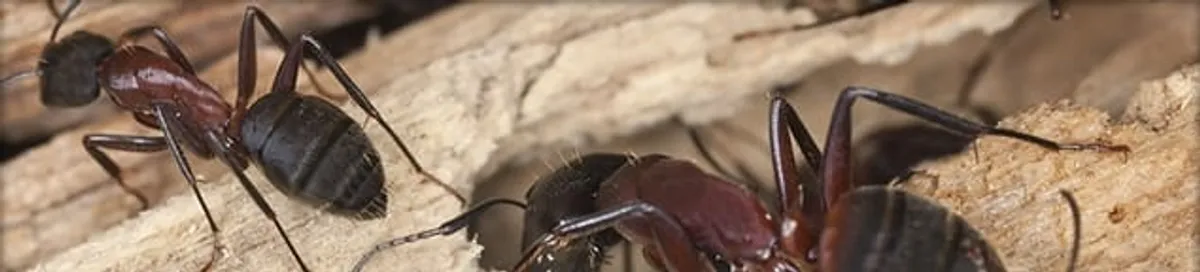Close-up of ants on wood showing an active ant infestation in Bakersfield, CA