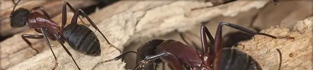 Close-up of ants on wood showing an active ant infestation in Bakersfield, CA