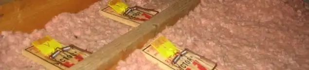 Mouse traps placed in an attic for rodent control in Bakersfield, CA
