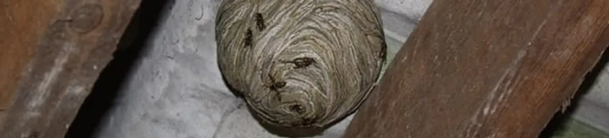 Wasp nest in an attic space, a common home infestation risk in Bakersfield, CA