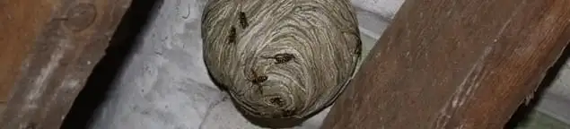 Wasp nest in an attic space, a common home infestation risk in Bakersfield, CA