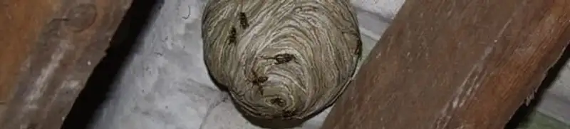 Wasp nest in an attic space, a common home infestation risk in Bakersfield, CA