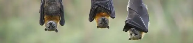 Bats roosting together, a common sign of a bat infestation in Bakersfield, CA
