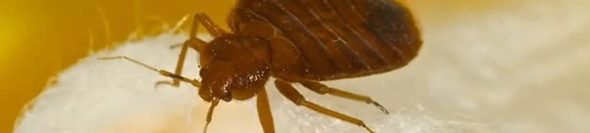 Close-up of a bed bug, a sign of an active infestation in Bakersfield, CA