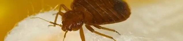 Close-up of a bed bug, a sign of an active infestation in Bakersfield, CA