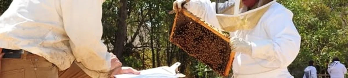 Bee removal specialists relocating a hive and honeycomb safely in Bakersfield, CA