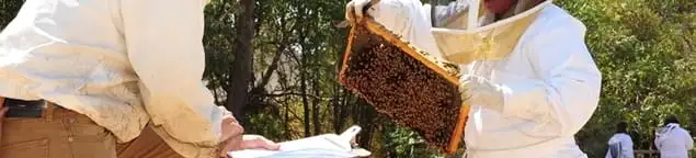 Bee removal specialists relocating a hive and honeycomb safely in Bakersfield, CA