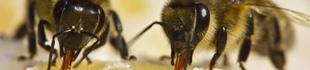 Close-up of honey bees, a sign of a nearby hive in Bakersfield, CA