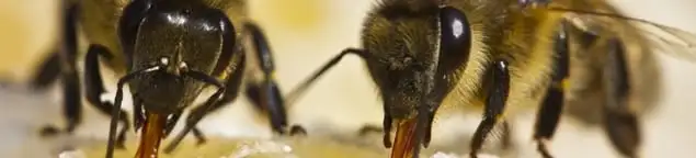Close-up of honey bees, a sign of a nearby hive in Bakersfield, CA