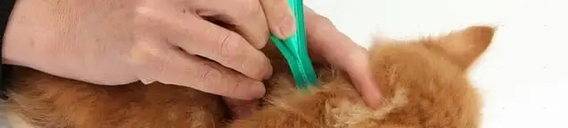 Flea treatment for pets using a flea comb, a sign of flea problems in Bakersfield, CA