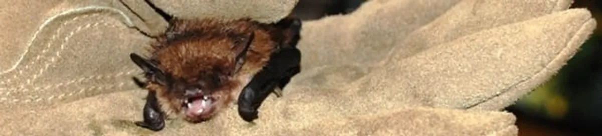 Bat removal specialist holding a bat safely during humane exclusion in Bakersfield, CA