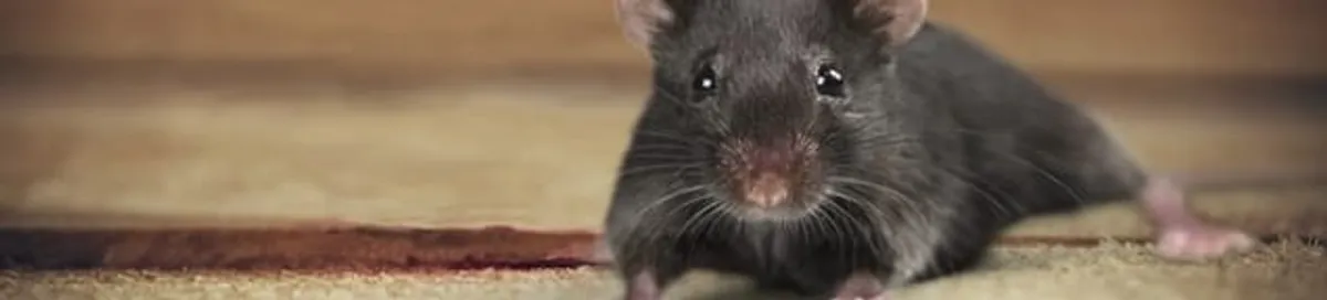 Mouse indoors, a common sign of a rodent infestation in Bakersfield, CA