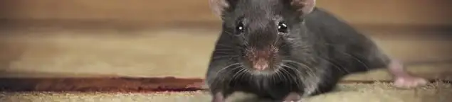 Mouse indoors, a common sign of a rodent infestation in Bakersfield, CA
