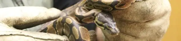 Snake removal specialist safely handling a snake with protective gloves in Bakersfield, CA