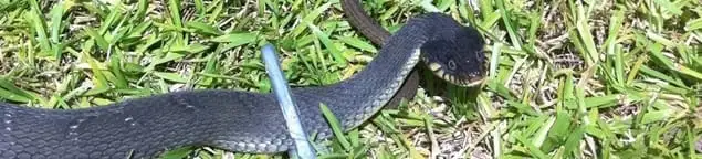 Snake in a yard, a common sign of a snake problem near a home in Bakersfield, CA