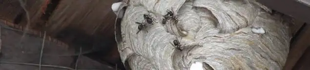 Close-up of a wasp nest with active wasps, a sign of an infestation in Bakersfield, CA
