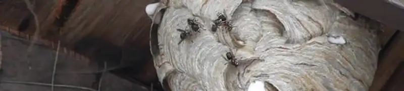 Close-up of a wasp nest with active wasps, a sign of an infestation in Bakersfield, CA